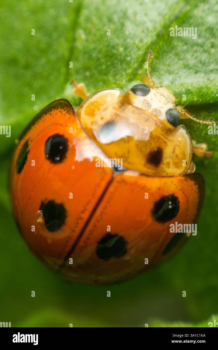 Makro von Käfer-Insekten (Marienkäfer) orange und Punkt schwarz Farbe nah auf dem grünen Blatt oder lassen Sie in der Natur Stockfoto