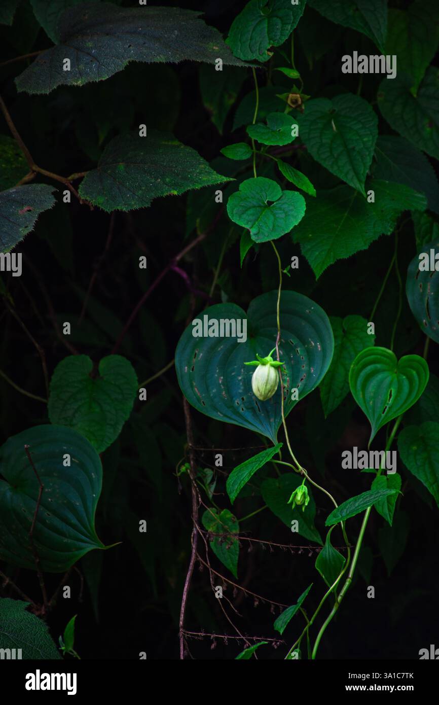 Dalechampia ist eine Pflanzengattung der Familie Euphorbiaceae Stockfoto