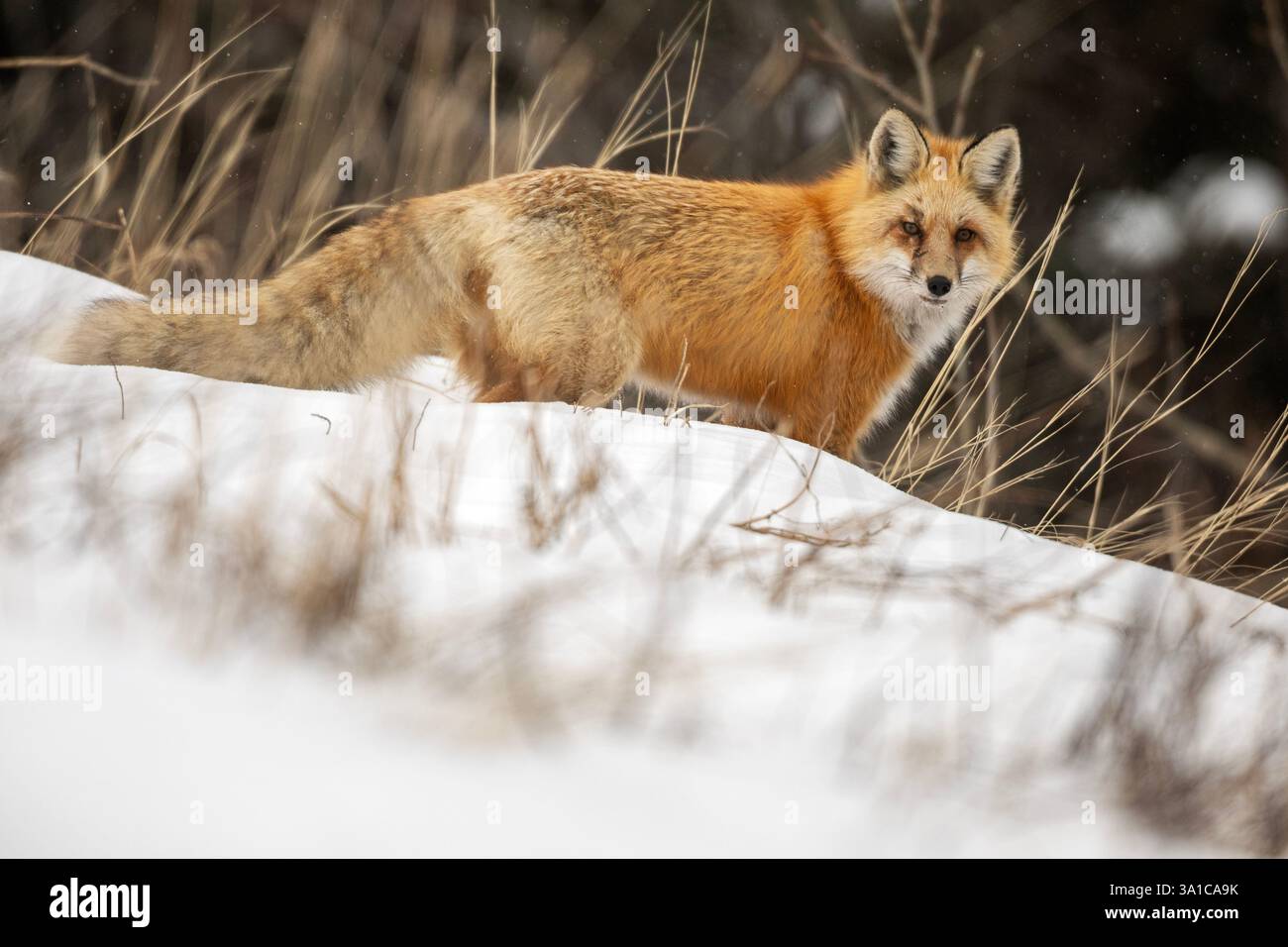 Rotfuchs (Vulpes vulpes), wachsam in einer verschneiten Landschaft, scannt die Umgebung. Stockfoto