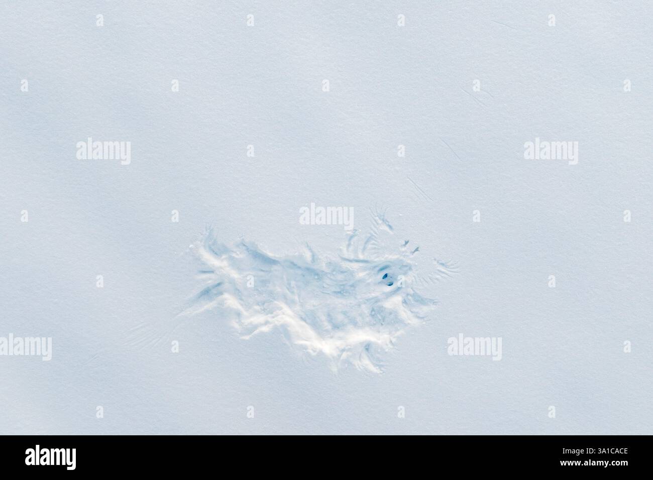 Große graue Eule (Strix nebulosa) Flügel- und Körperabdruck im Schnee nach der Beute. Stockfoto