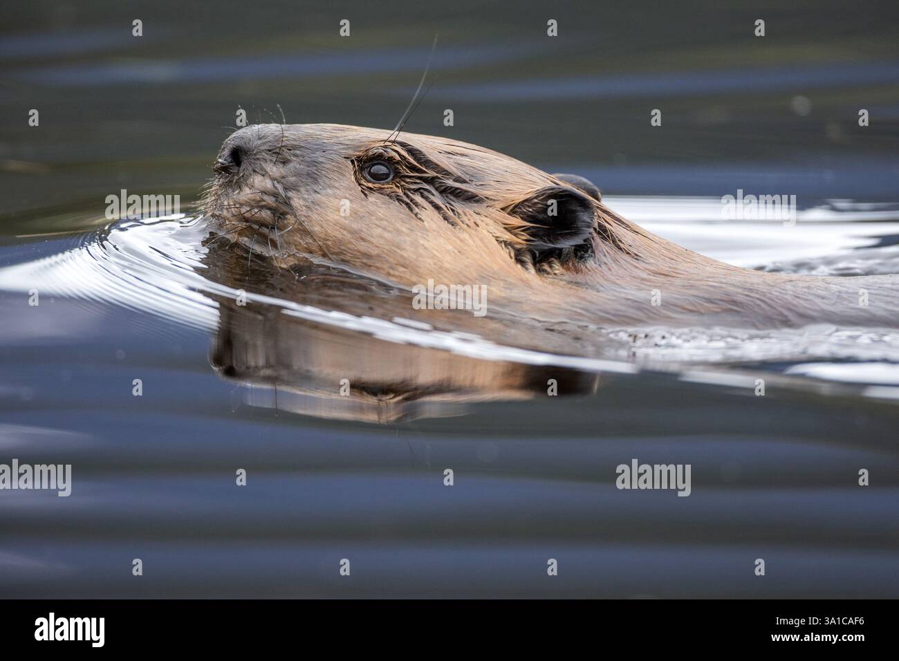 Nordamerikanischer Biber (Castor canadensis) schwimmt in ruhigem Wasser, aufmerksam und konzentriert. Stockfoto