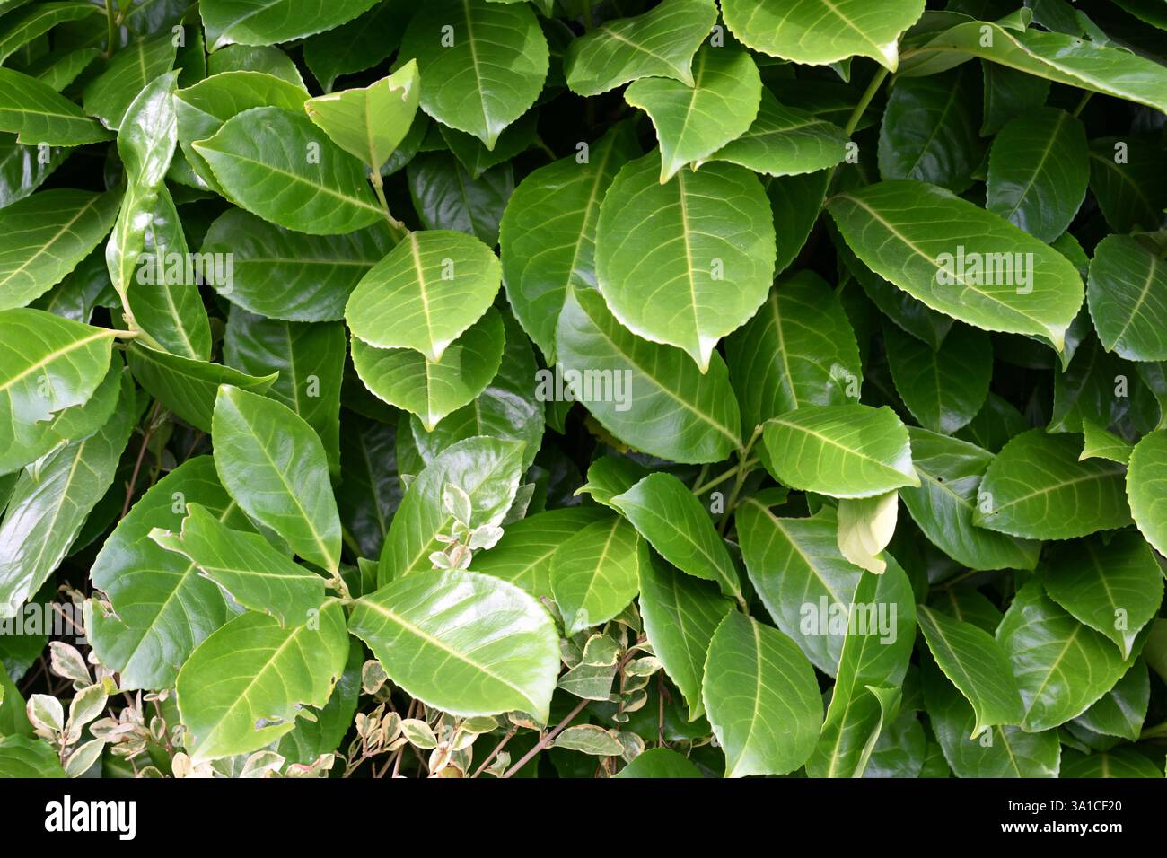 Ein üppiger grüner Busch mit grünen und glänzenden Blättern. Die Blätter sind so angeordnet, dass sie ein Gefühl von Tiefe und Textur erzeugen. Das Bild wird übertragen Stockfoto