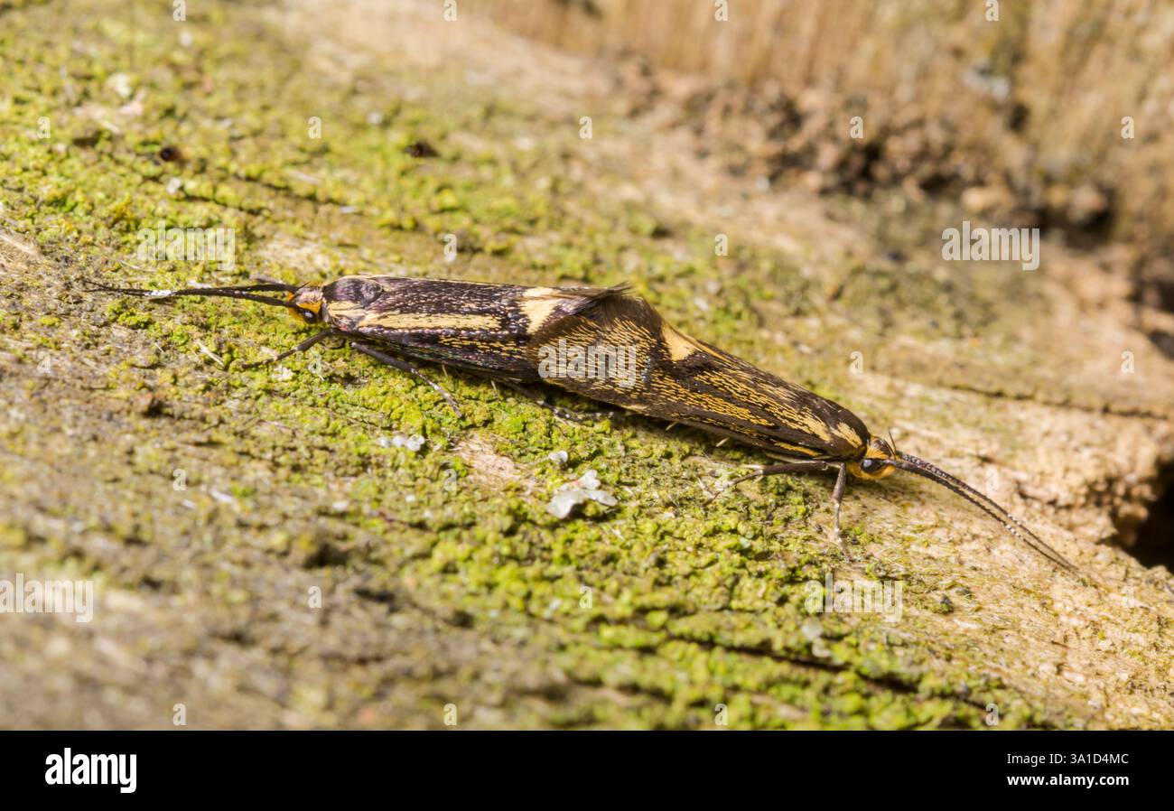 Gepaarte Schwefelröhrchen - Rindenmotten (Esperia sulfonurella), Ökophoridae. Sussex, Großbritannien Stockfoto