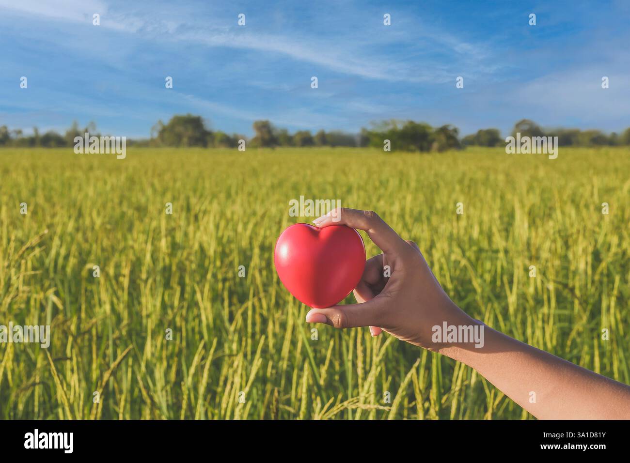 Grüne Reisfelder, hellblauer Himmel, rotes Herz-Symbol Stockfoto