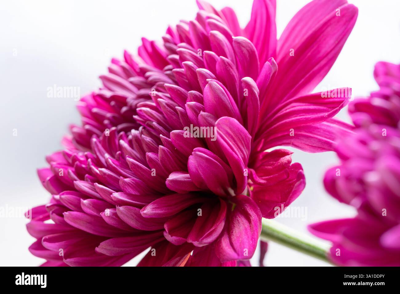 Künstlerisches Foto eines rosafarbenen Chrysanthemums Stockfoto
