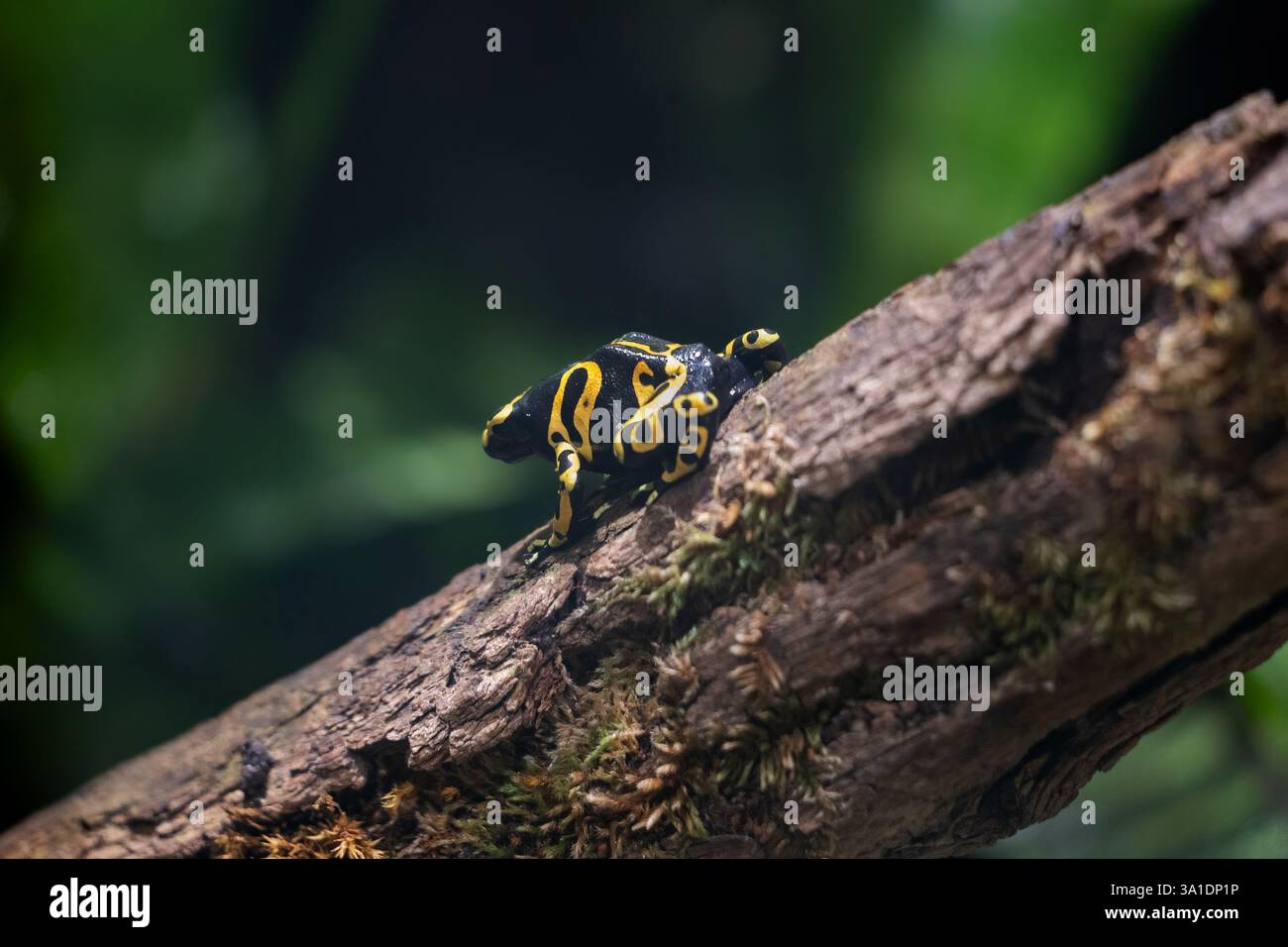 Der gelb gebundene Giftpfeilfrosch (Dendrobates leucomelas) am Baumstamm, andere Namen: Gelbköpfiger Giftpfeilfrosch oder Hummel Giftfrosch, Amphi Stockfoto