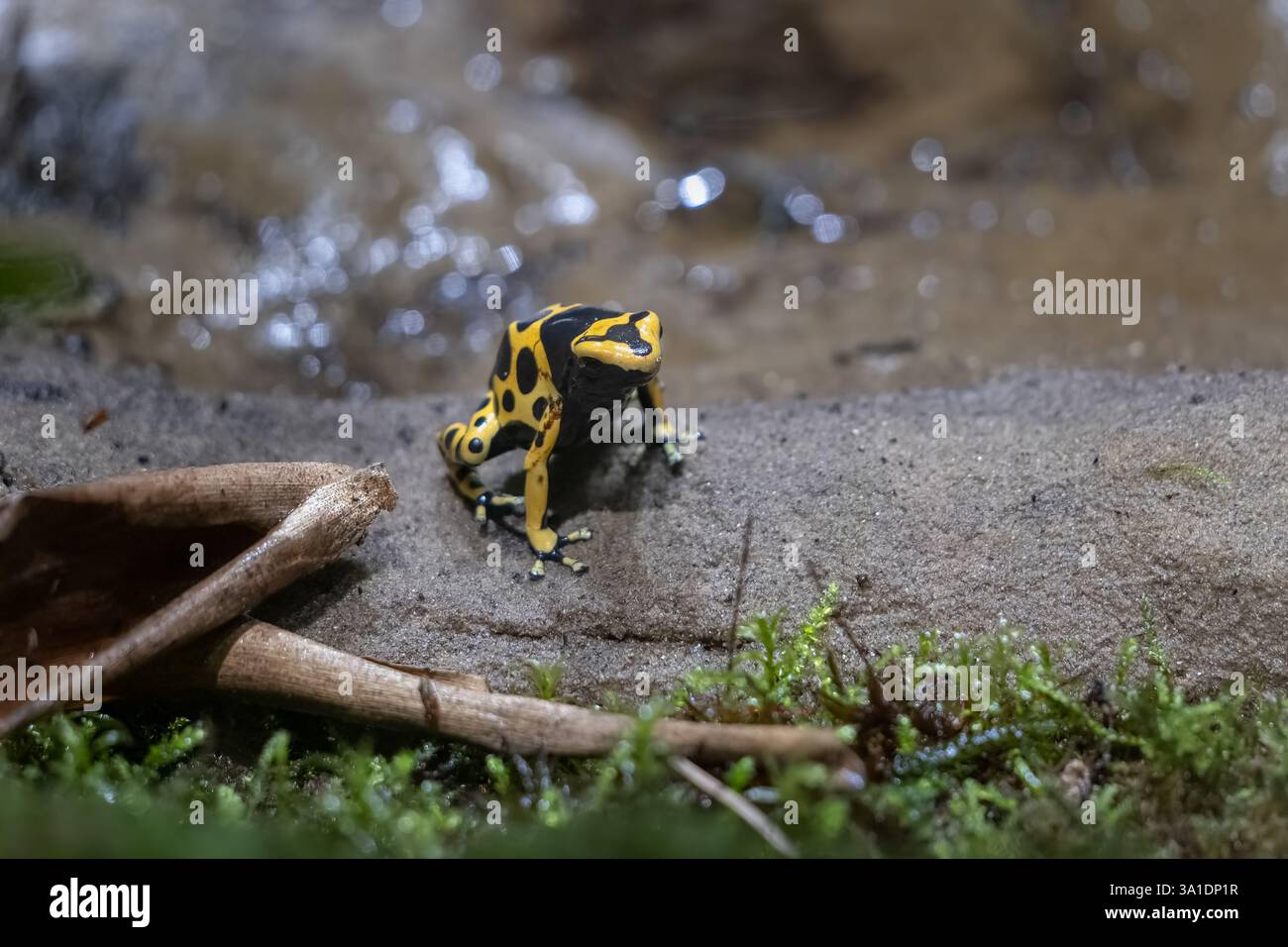 Der gelb-bändige Giftpfeilfrosch (Dendrobates leucomelas), andere Namen: Gelbköpfiger Giftpfeilfrosch oder Hummel Giftfrosch, Amphibien im fa Stockfoto