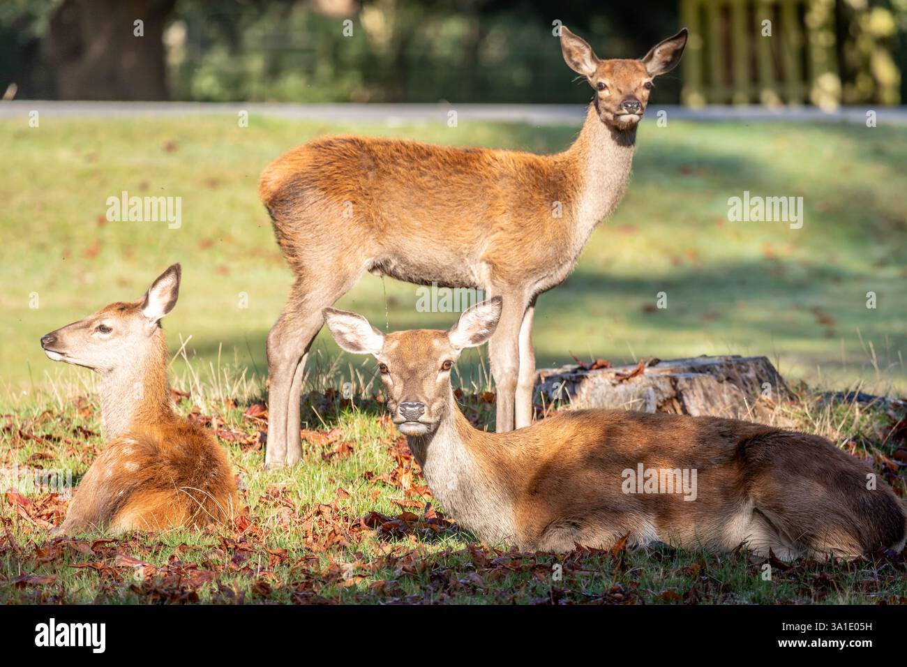 Red Deer tut es, Richmond Park, London, England, Großbritannien Stockfoto