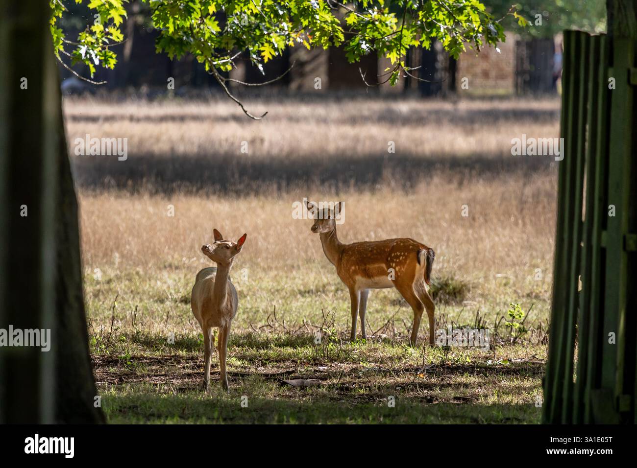 Red Deer tut es, Richmond Park, London, England, Großbritannien Stockfoto