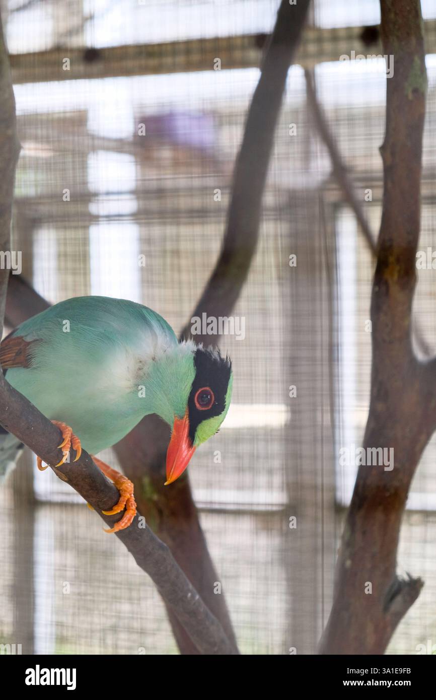 Nahaufnahme von javanischer grüner Elster oder Cissa Thalassina, die auf einem Ast sitzt. Stockfoto