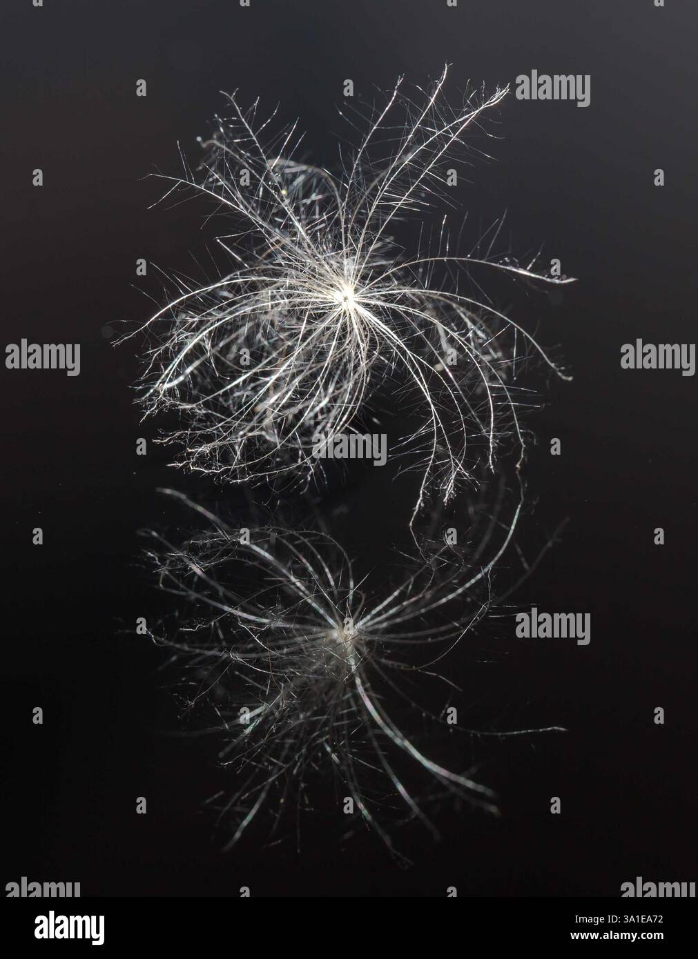 Ein leichter, schwereloser Flaum lag auf einem schwarzen Glastisch, der ihn reflektiert Stockfoto