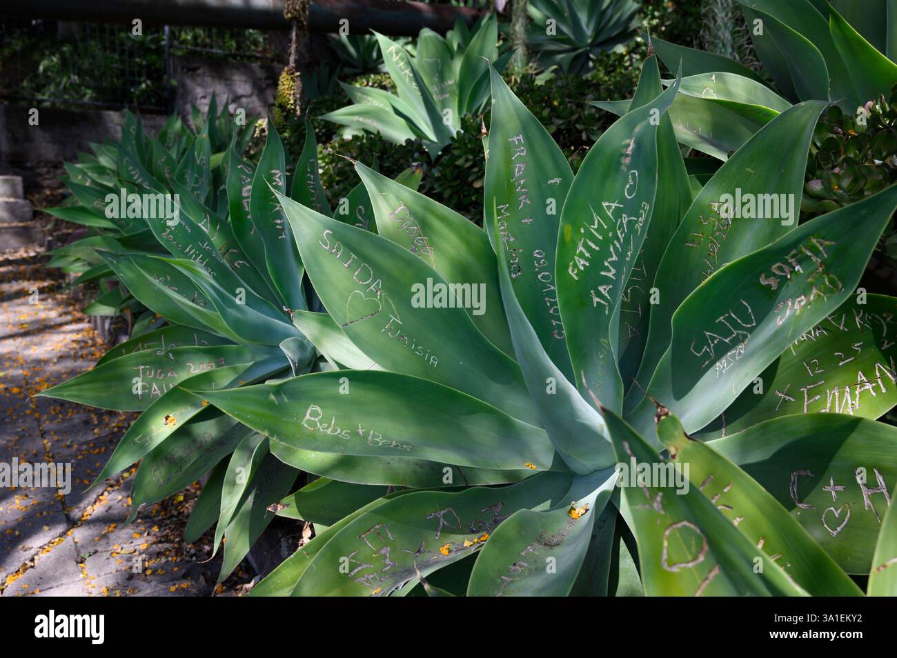 Geschnitzte Kaktusblätter im Parque de Santa Catarina, Funchal, Madeira, Portugal Stockfoto