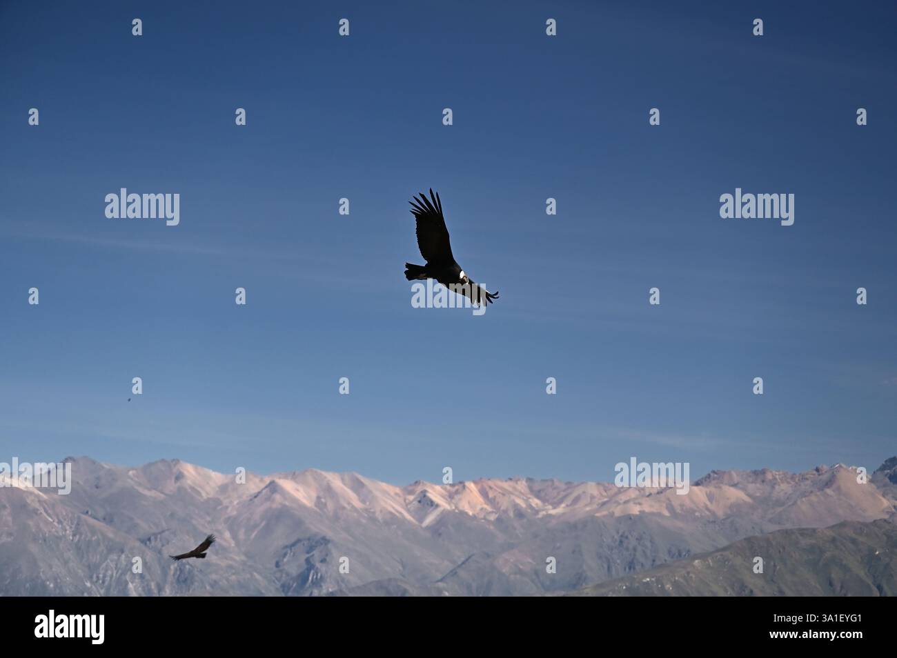 Kondore fliegen über den Colca Canyon, Cruz del Condor, Arequipa, Peru Stockfoto