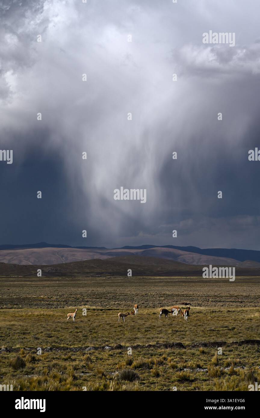 vicuñas in Pampa de Toccra mit Gewitterwolken im Hintergrund. Reserva Nacional de Salinas y Aguada Blanca, Arequipa, Peru Stockfoto