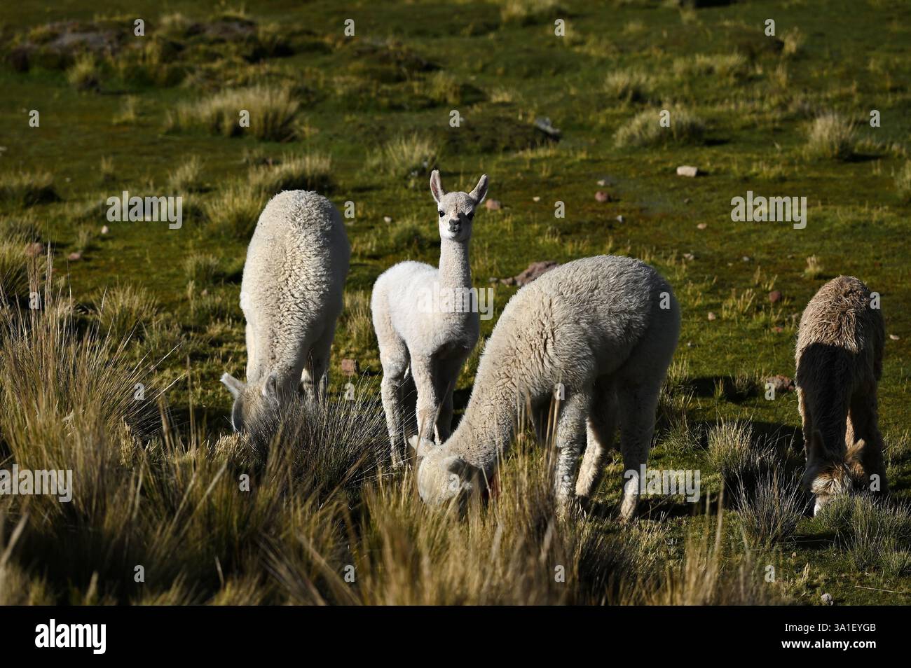 Alpakas auf der Weide in Pampa de Toccra, Arequipa, Peru Stockfoto