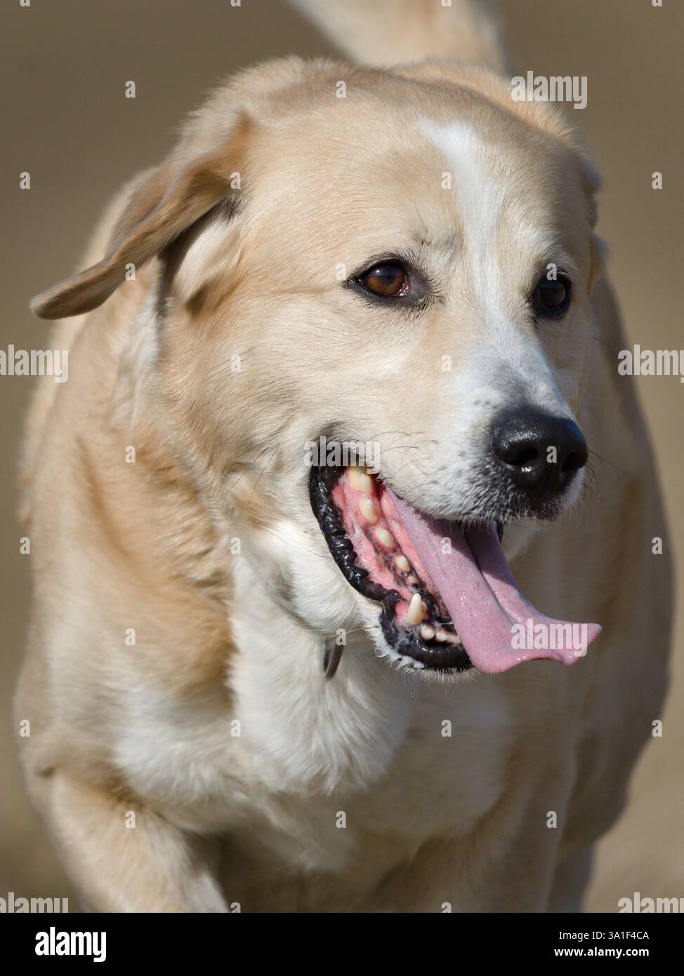 Happy Dog rennt auf dem Feld. Mund und sichtbare Zunge öffnen. Lustiges Hundefoto. Stockfoto