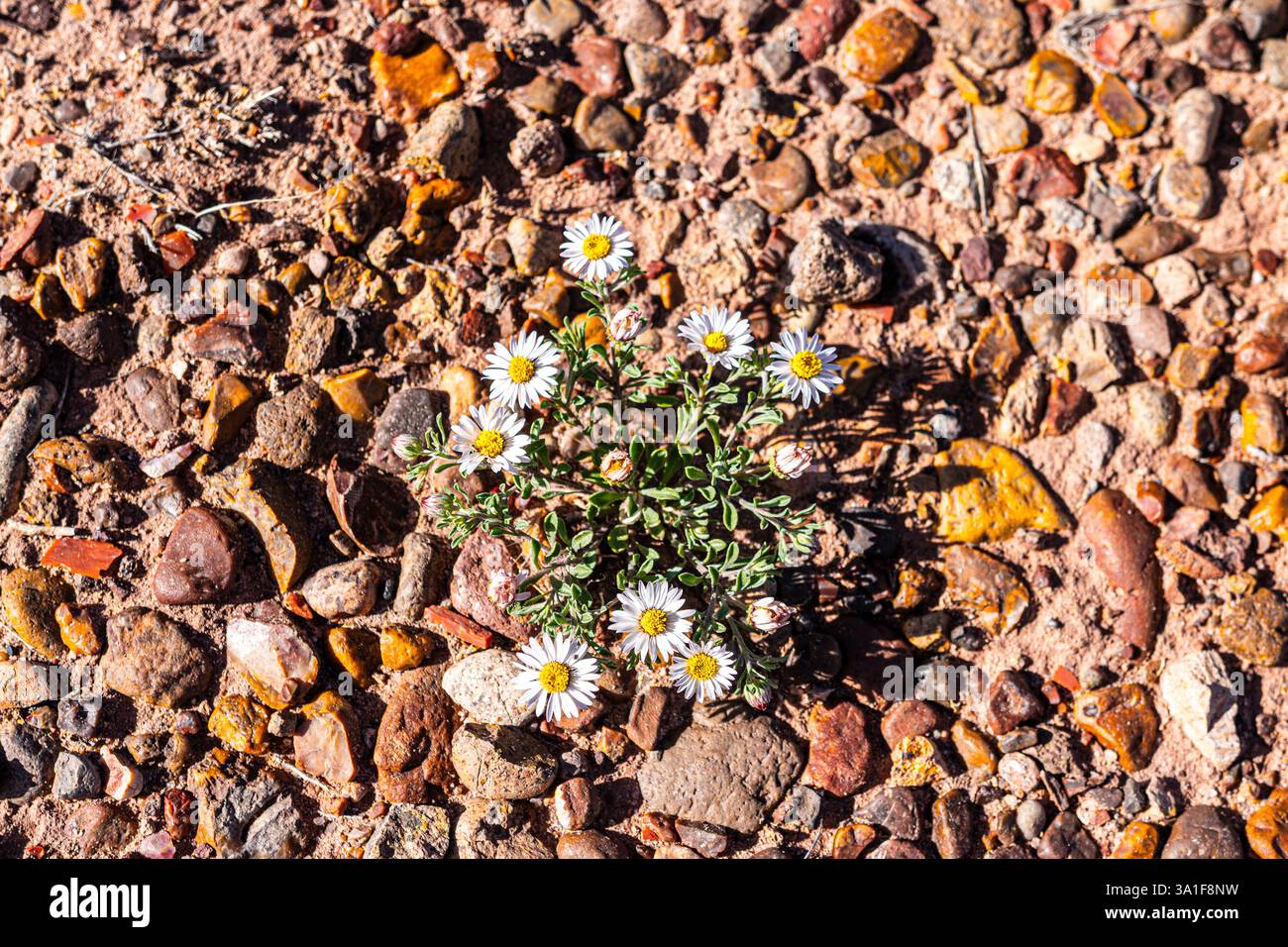 Wunderschöne Wildblumen, die in den halbtrockenen Graslandschaften des Petrified Forest National Park wachsen. Stockfoto