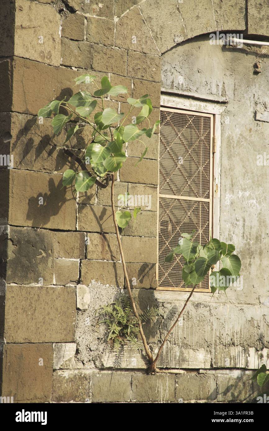 Altes Gebäude Kamla niwas, DR. Dadasaheb Bhadkamkar Road, Grant Road, Bombay jetzt Mumbai, Maharashtra, Indien, Asien Stockfoto