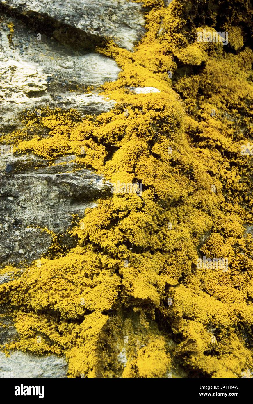 Muster in Lachung, Sikkim, Indien, Asien Stockfoto