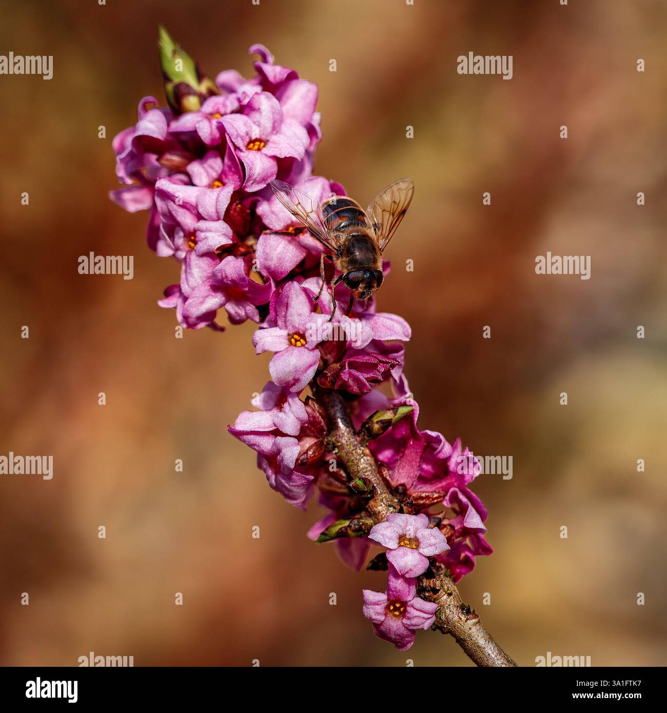 Honigbienen füttern sich am Daphne Mezereum, in Blüte Stockfoto