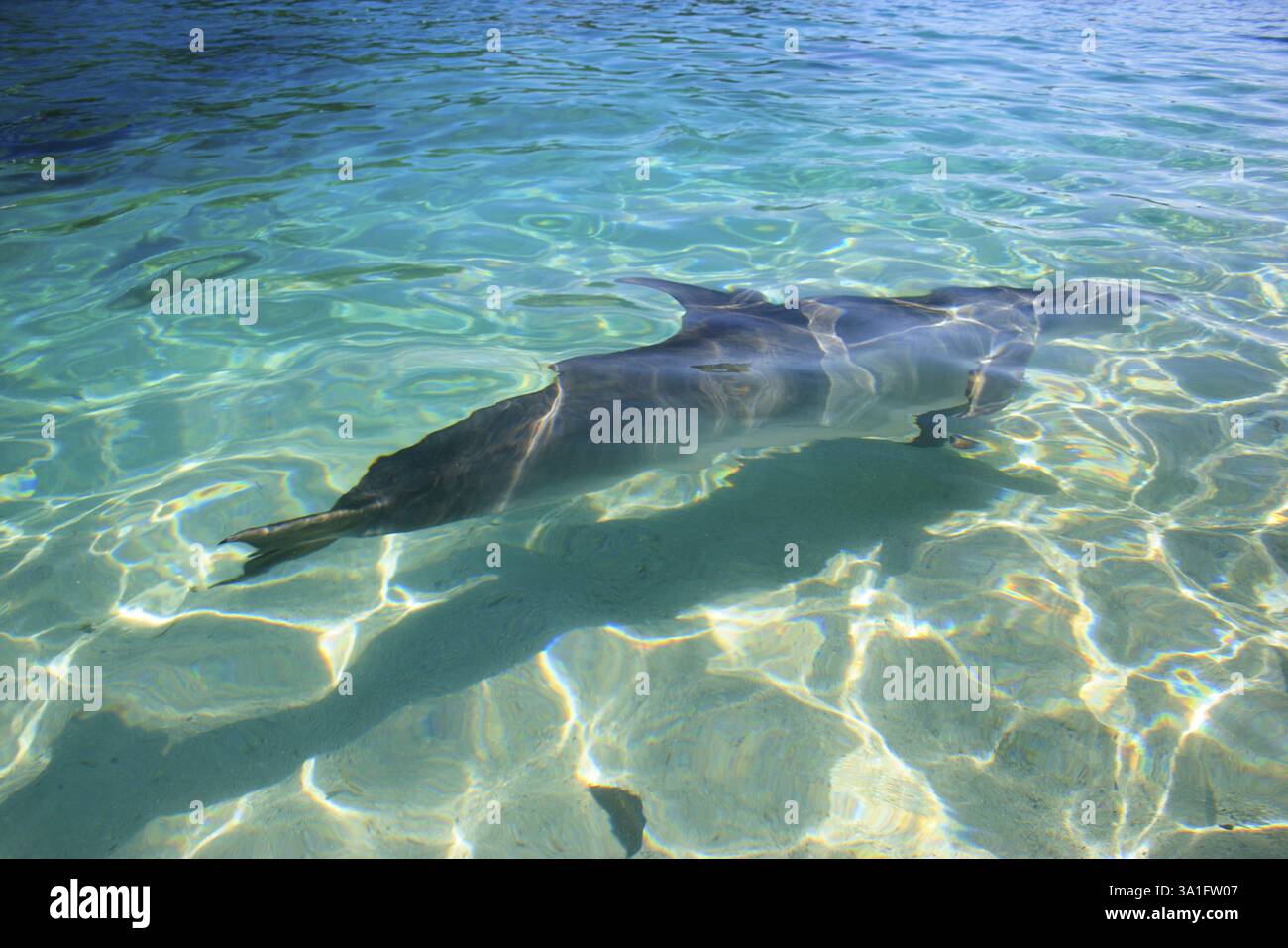 Ein großer Tümmler, Binomialname Tursiops truncatus, wissenschaftliche Klassifikation Kingdom Animalia, Phylum Chordata, Class Mammalia, Order Cetacea, Fa Stockfoto