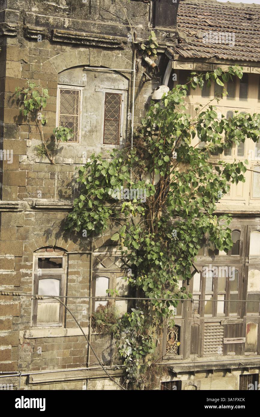 Altes Gebäude Kamla niwas, DR. Dadasaheb Bhadkamkar Road, Grant Road, Bombay jetzt Mumbai, Maharashtra, Indien, Asien Stockfoto