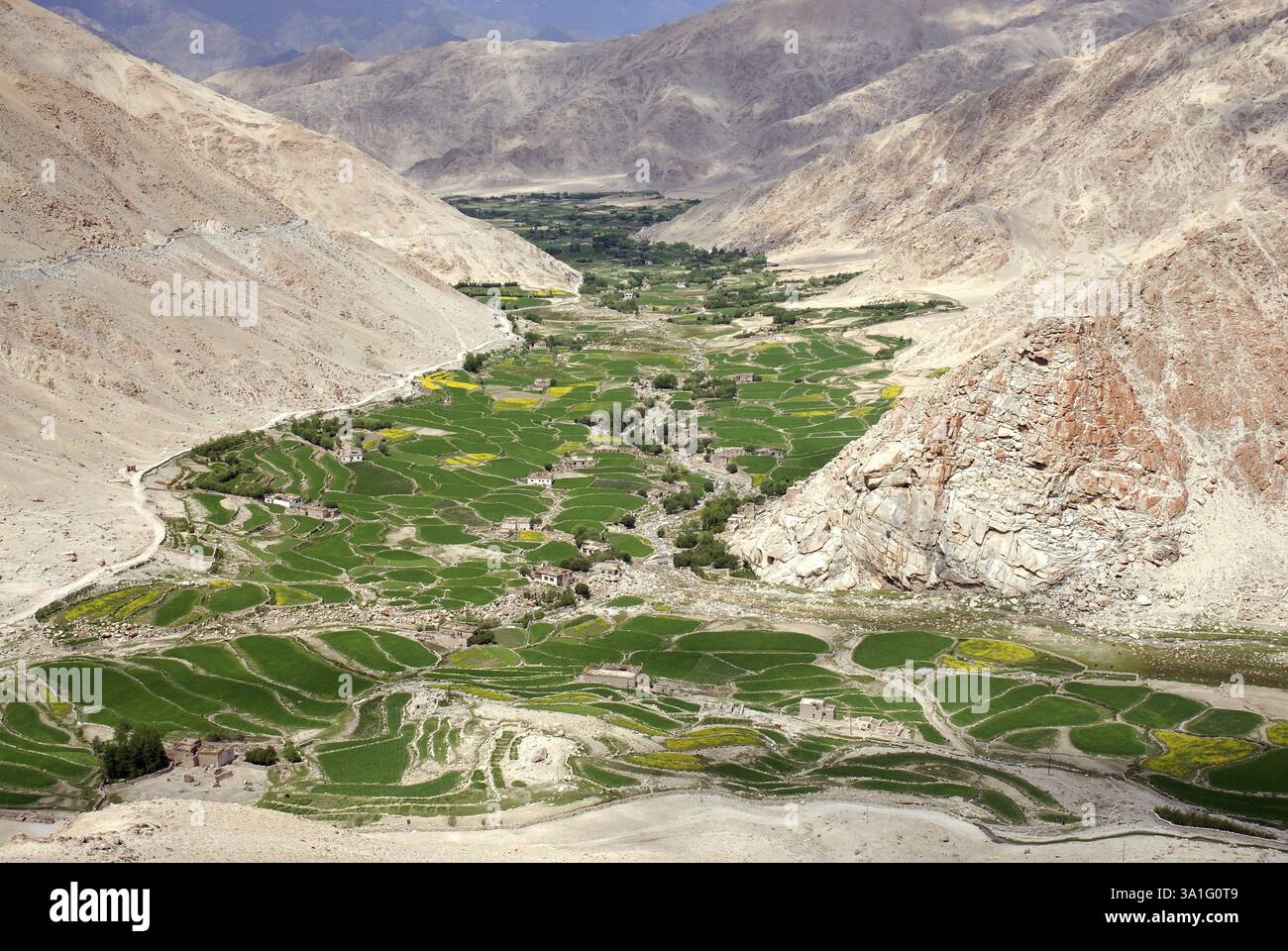 Tal, Senf- und Weizenanbau im Dorf Sankar, Sankar, Leh, Ladakh, Jammu und Kaschmir, Indien, Asien Stockfoto