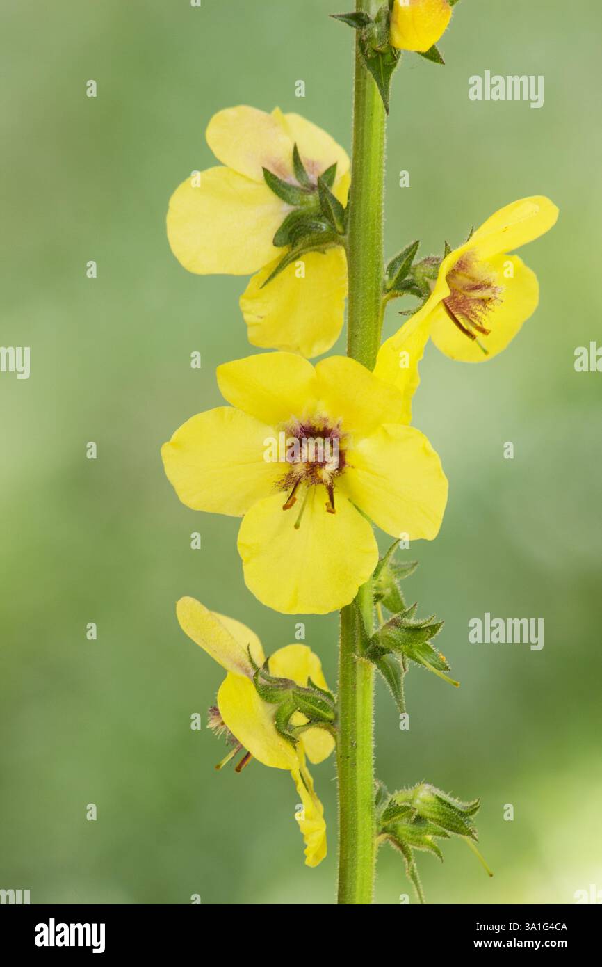 Twiggy Mullein (Verbascum virgatum) Pflanzenblume auf neutralem Hintergrund Stockfoto