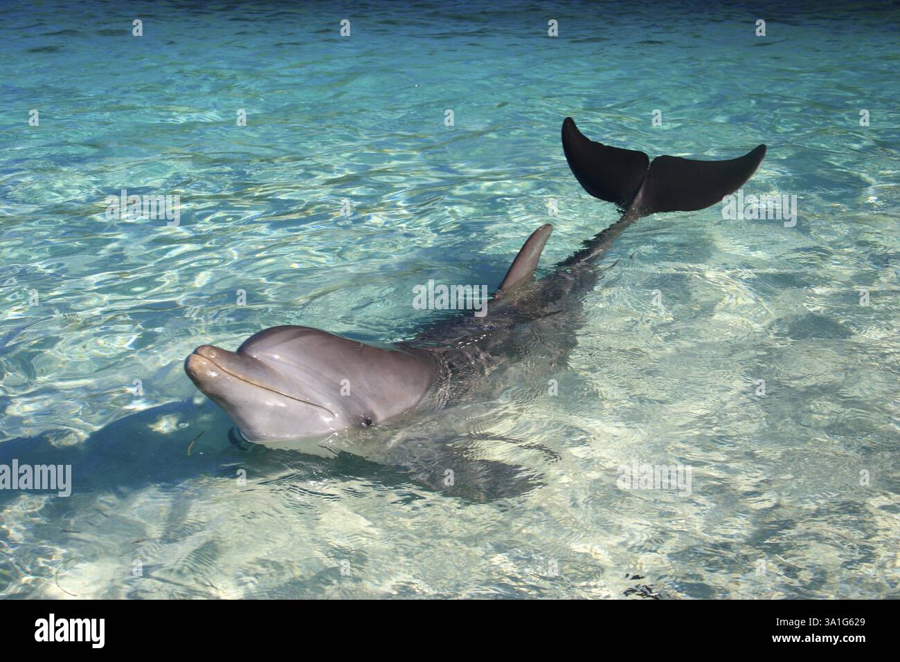 Ein großer Tümmler, Binomialname Tursiops truncatus, wissenschaftliche Klassifikation Kingdom Animalia, Phylum Chordata, Class Mammalia, Order Cetacea, Fa Stockfoto