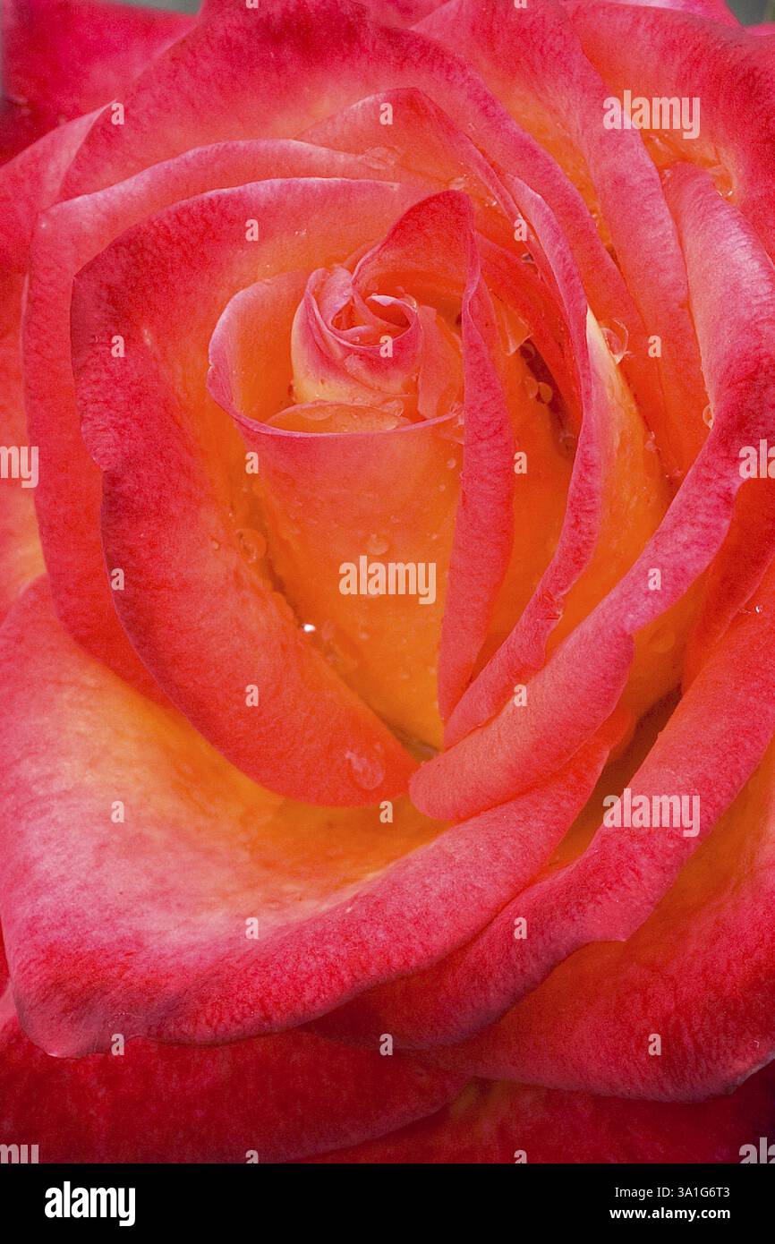 Der hundertjährige Rosengarten Vijayanagaram Rose Garden, Udhagamandalam Ooty in den Nilgiri Bergen, Tamil Nadu, Indien, Asien Stockfoto