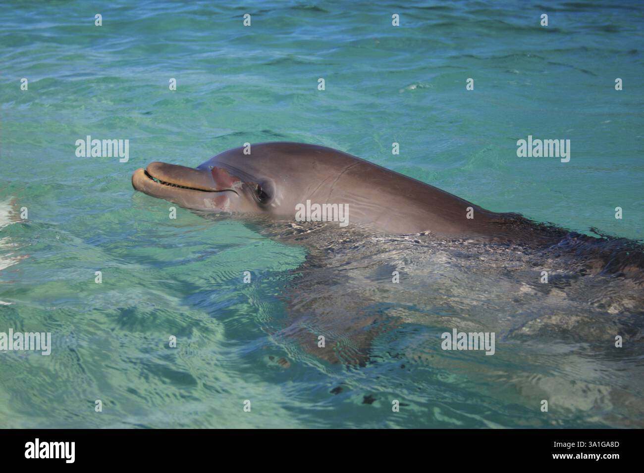 Ein großer Tümmler, Binomialname Tursiops truncatus, wissenschaftliche Klassifikation Kingdom Animalia, Phylum Chordata, Class Mammalia, Order Cetacea, Fa Stockfoto
