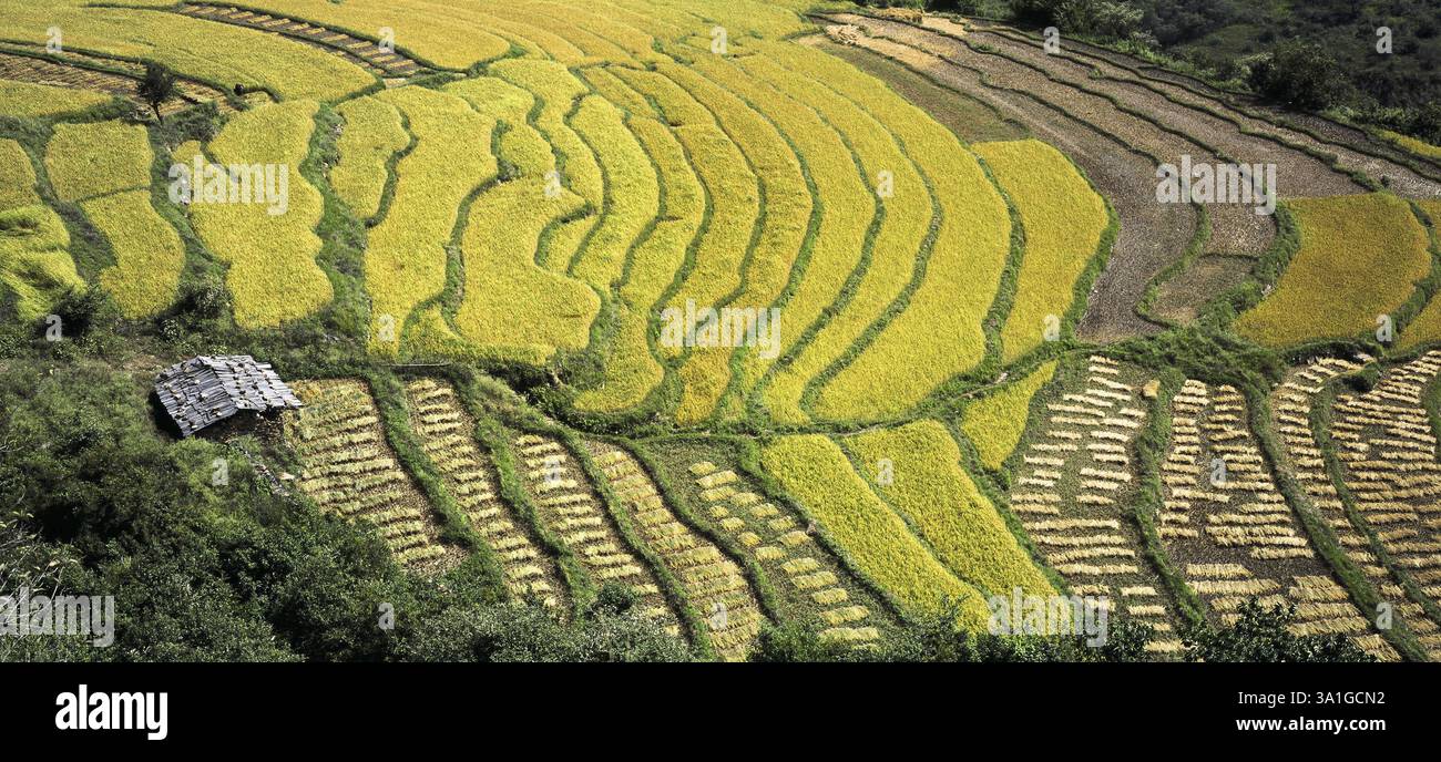 Luftaufnahme des Terrassenfeldes, Indien, Asien Stockfoto