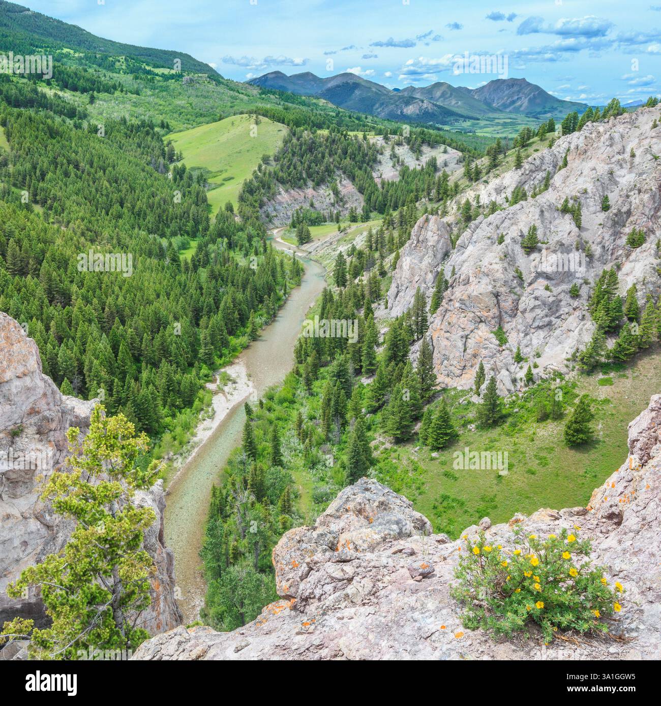 potentilla blüht auf einer Klippe hoch über dem Fluss dearborn an der felsigen Bergfront in der Nähe von augusta, montana Stockfoto potentilla blüht auf einer Klippe hoch über dem Fluss dearborn an der felsigen Bergfront in der Nähe von augusta, montana Stockfoto