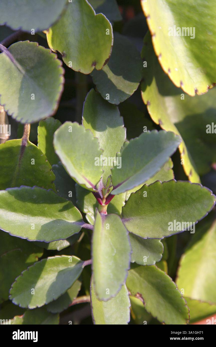 Heilpflanze, Panphuti, botanischer Name Bryophyllum pinnatum, Familie Crassulanceae Stockfoto