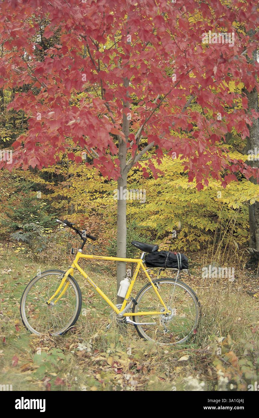 Fahrrad bei Bäumen in der Herbstsaison, New England, USA Vereinigte Staaten von Amerika Stockfoto
