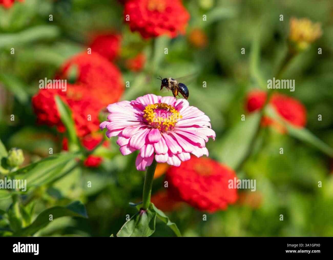 Eine Biene bestäubt eine blühende rosa Wildblume Stockfoto