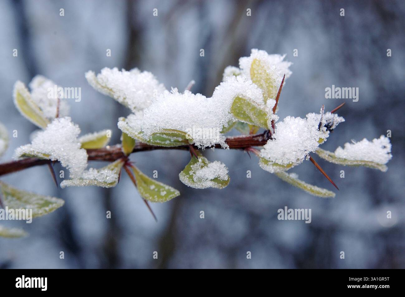 Schnee legte sich im Winter in Schweden auf Blättern ab Stockfoto