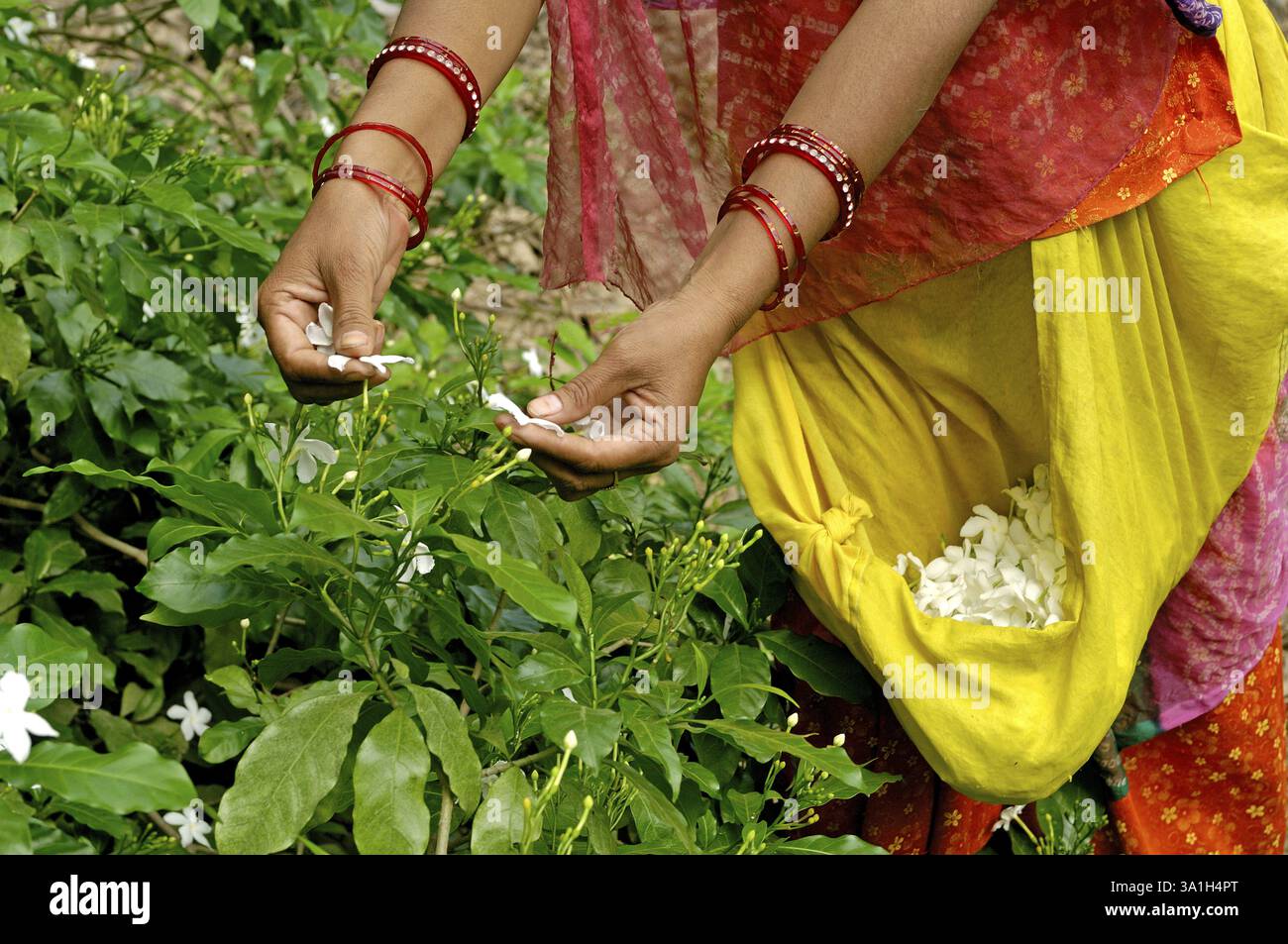 Indische Frau pflückt Chandani-Blumen in Jodhpur, Rajashthan, Indien, Asien Stockfoto