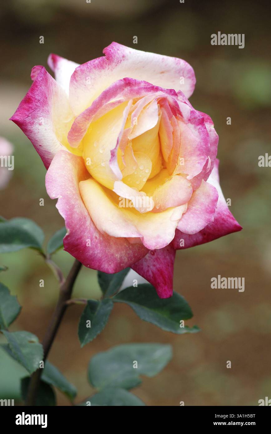 Der hundertjährige Rosengarten Vijayanagaram Rose Garden, Udhagamandalam Ooty in den Nilgiri Bergen, Tamil Nadu, Indien, Asien Stockfoto