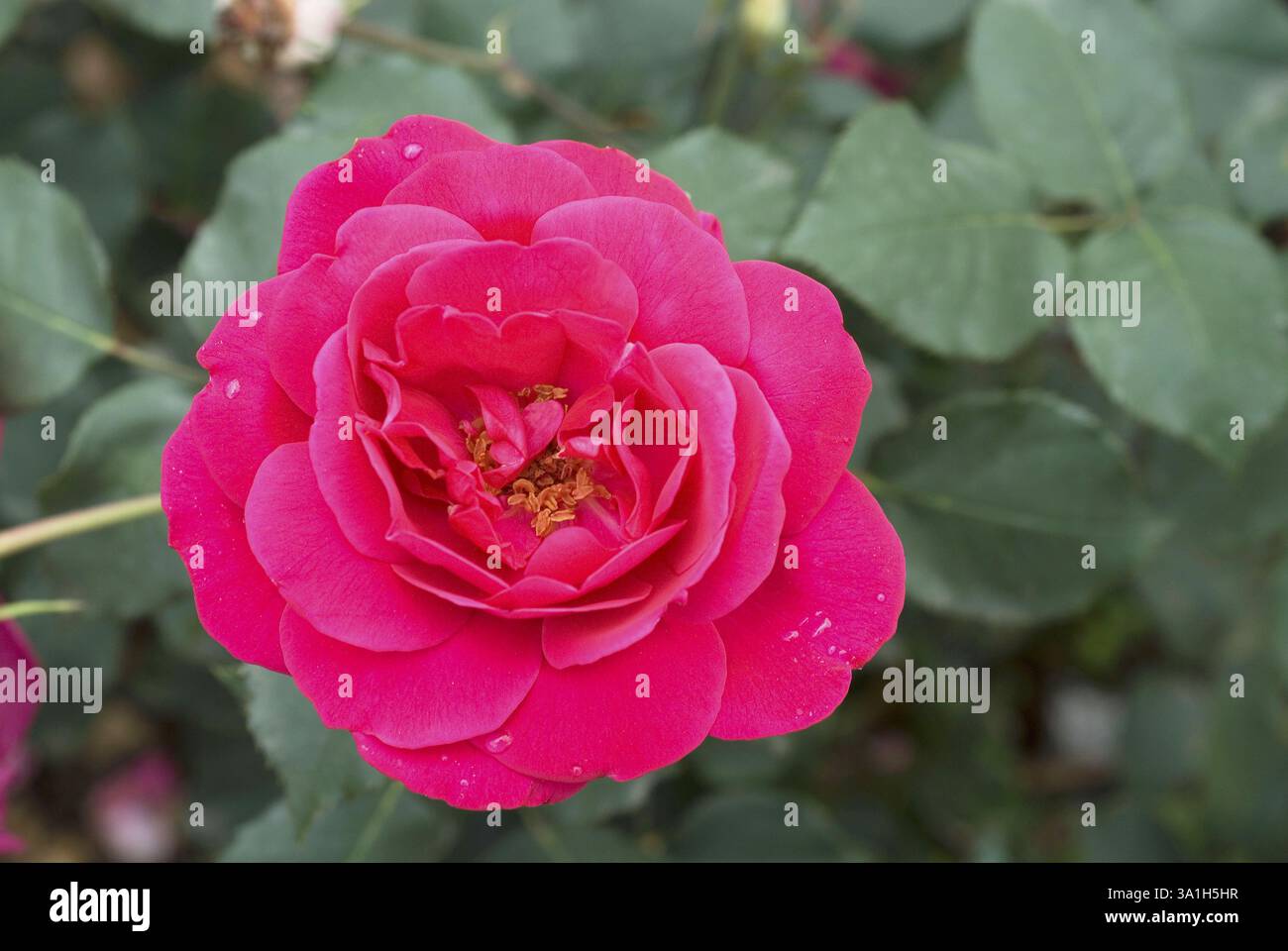 Der hundertjährige Rosengarten Vijayanagaram Rose Garden, Udhagamandalam Ooty in den Nilgiri Bergen, Tamil Nadu, Indien, Asien Stockfoto