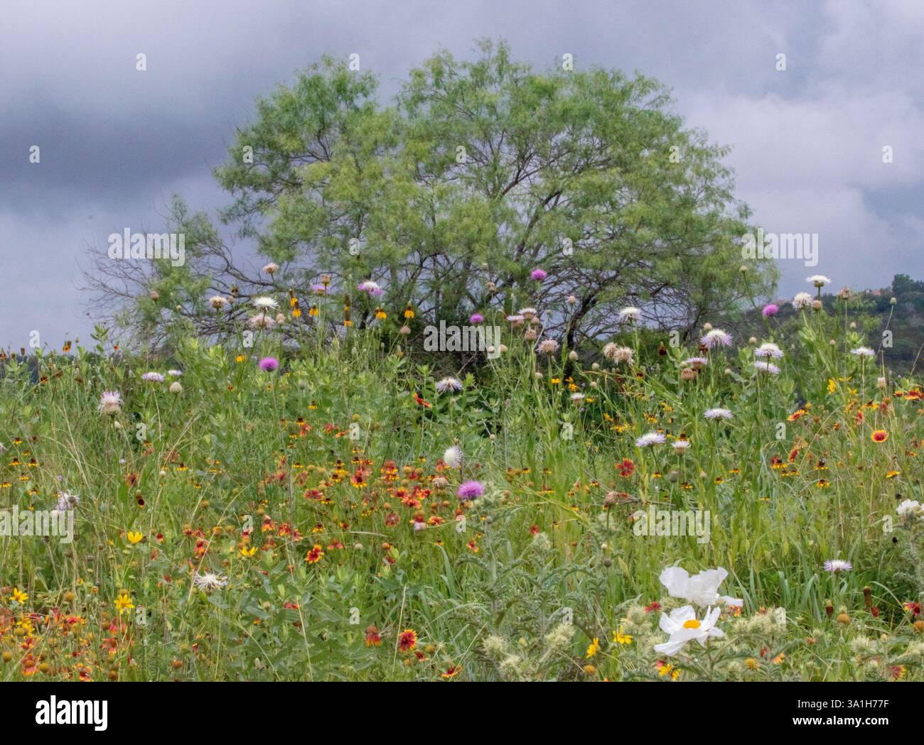 Baum umgeben von blühenden Wildblumen im Texas Hill Country Stockfoto