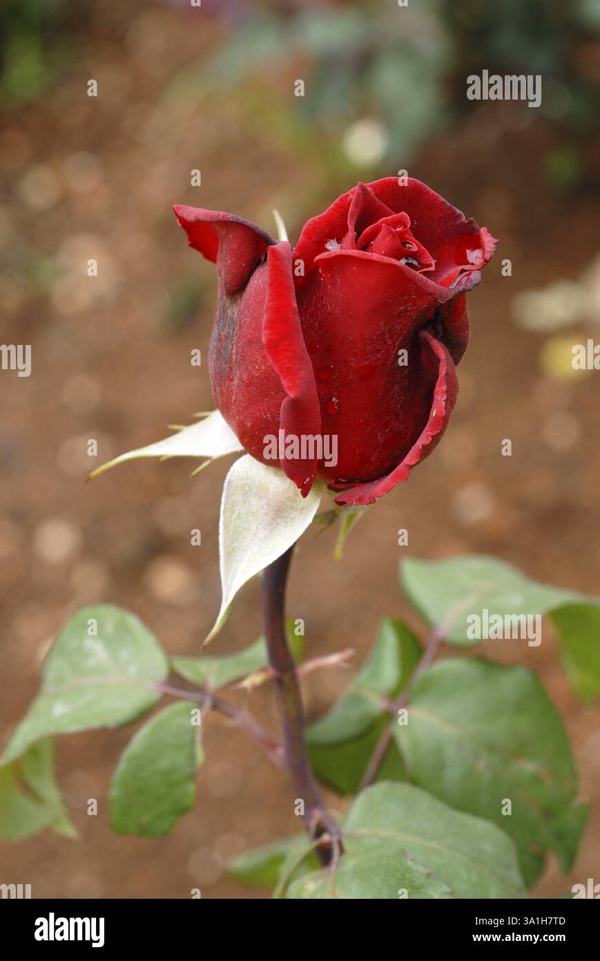 Der hundertjährige Rosengarten Vijayanagaram Rose Garden, Udhagamandalam Ooty in den Nilgiri Bergen, Tamil Nadu, Indien, Asien Stockfoto