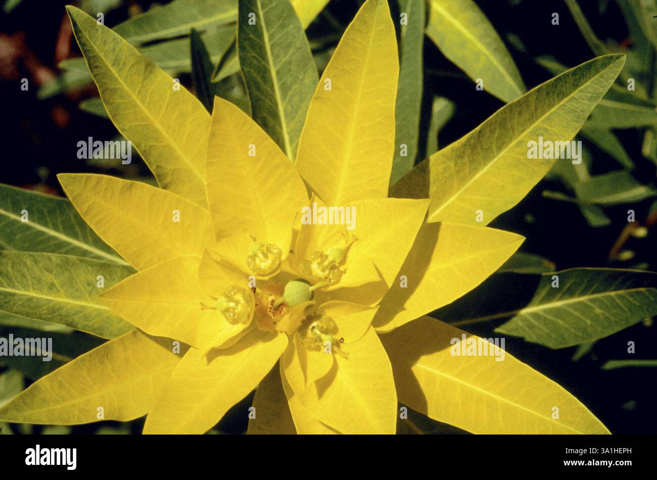Wallichs Spurge lateinischer Name Euphorbia wallichii Stockfoto