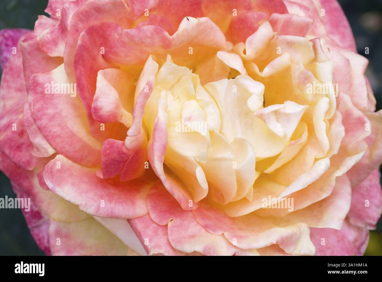 Der hundertjährige Rosengarten Vijayanagaram Rose Garden, Udhagamandalam Ooty in den Nilgiri Bergen, Tamil Nadu, Indien, Asien Stockfoto