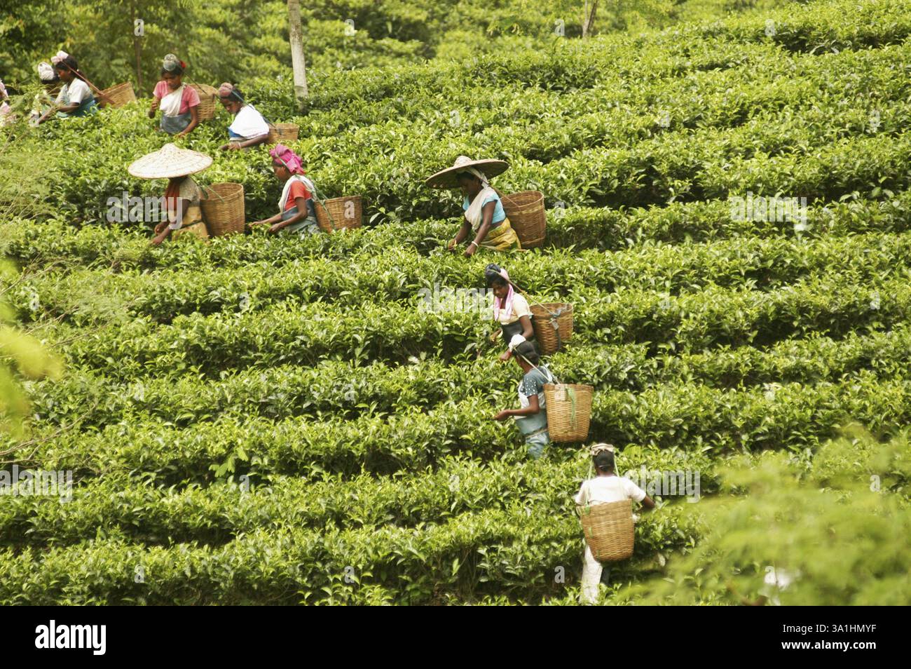 Teepucker arbeitet im Teegarten in Assam, Indien, Asien Stockfoto