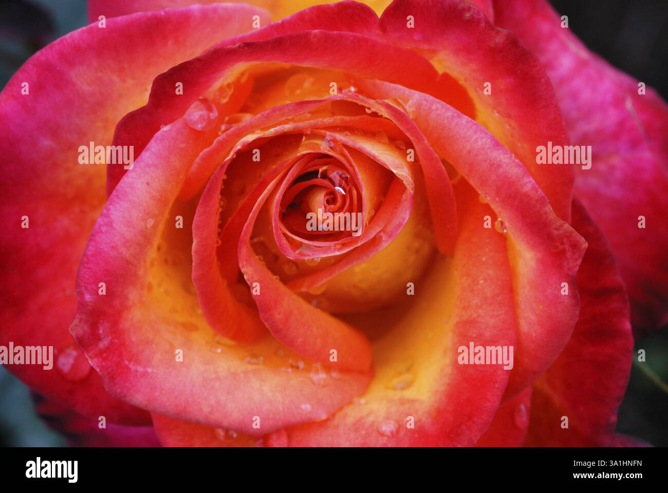 Der hundertjährige Rosengarten Vijayanagaram Rose Garden, Udhagamandalam Ooty in den Nilgiri Bergen, Tamil Nadu, Indien, Asien Stockfoto