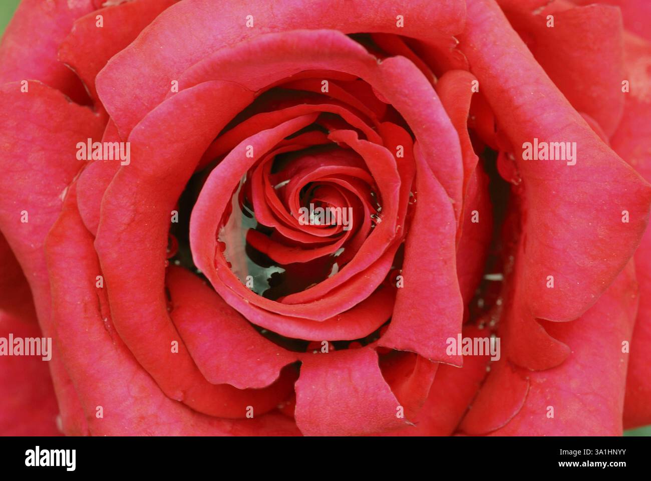 Der hundertjährige Rosengarten Vijayanagaram Rose Garden, Udhagamandalam Ooty in den Nilgiri Bergen, Tamil Nadu, Indien, Asien Stockfoto
