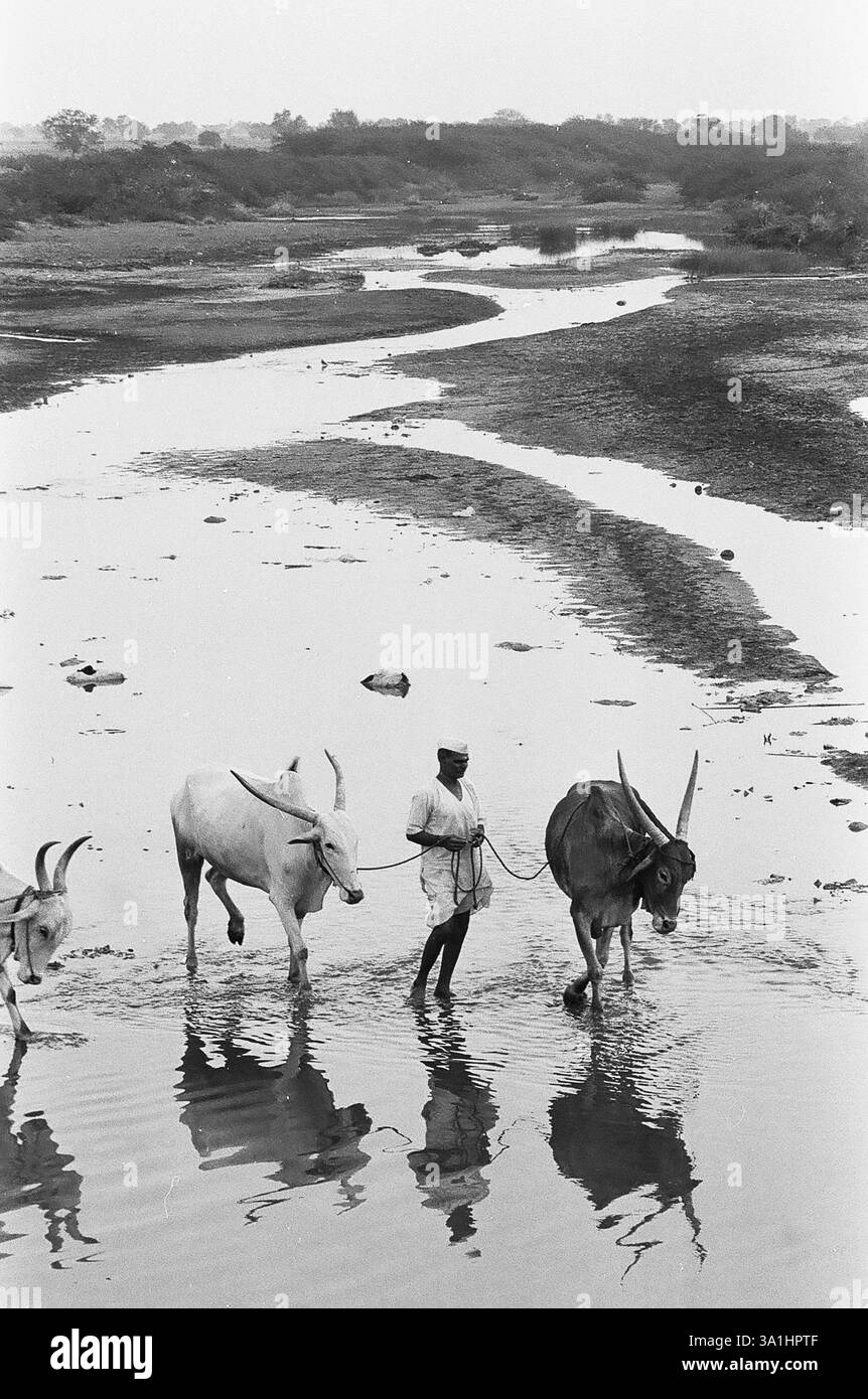 Mann, der den Fluss mit seinem Vieh überquert, Dorf Munagoli, Bezirk Bijapur, Karnataka, Indien, Asien Stockfoto