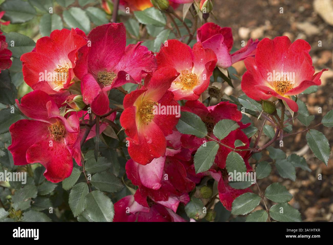 Der hundertjährige Rosengarten Vijayanagaram Rose Garden, Udhagamandalam Ooty in den Nilgiri Bergen, Tamil Nadu, Indien, Asien Stockfoto
