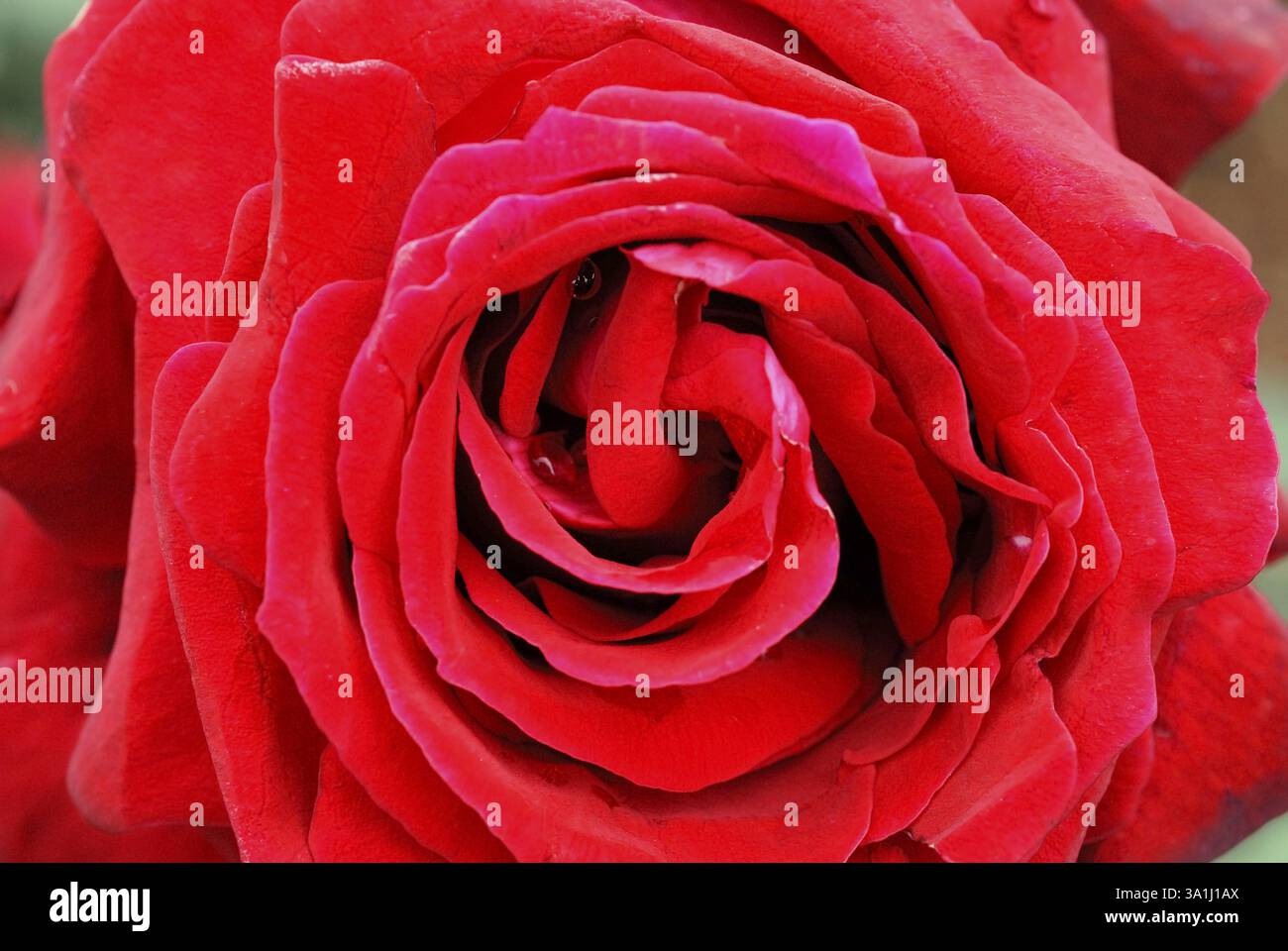 Der hundertjährige Rosengarten Vijayanagaram Rose Garden, Udhagamandalam Ooty in den Nilgiri Bergen, Tamil Nadu, Indien, Asien Stockfoto